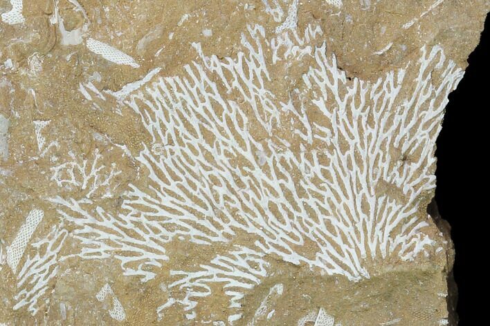 Ordovician Bryozoans (Chasmatopora) Plate - Estonia #98012